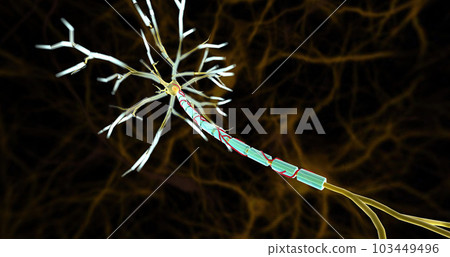 Small arteries, called vasa nevorum, supply blood to nerves and the myelin sheaths covering nerve axons. 103449496