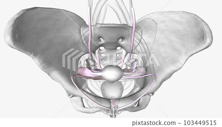 Several groups of supporting ligaments secure the female reproductive structures within the pelvis. 103449515