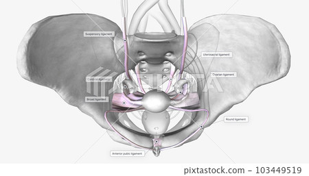 Several groups of supporting ligaments secure the female reproductive structures within the pelvis. Several groups of supporting ligaments secure the female reproductive structures within the pelvis. 103449519