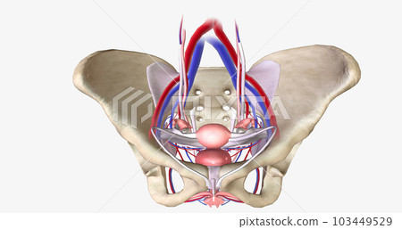 The female pelvis is a bowl-shaped cavity within the hip bones that contains reproductive, urinary, and digestive organs The female pelvis is a bowl-shaped cavity within the hip bones that contains reproductive, urinary, and digestive organs 103449529