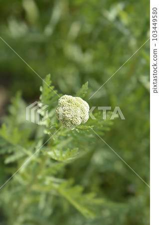 Gold plate yarrow 103449580