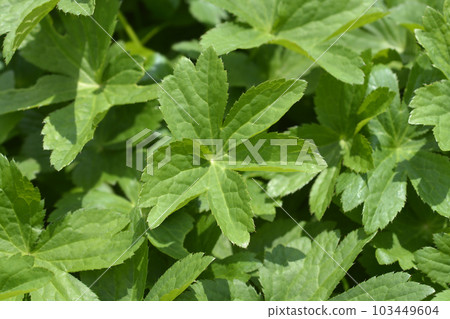 Carnic masterwort Carnic masterwort 103449604
