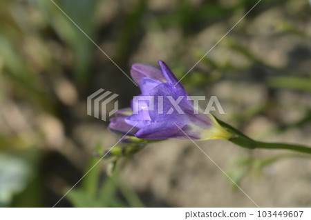 Blue Freesia Blue Freesia 103449607