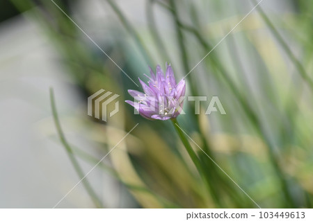 Chives flower Chives flower 103449613