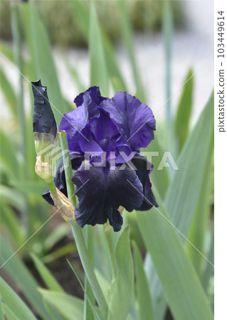 Tall bearded iris Swazi Princess Tall bearded iris Swazi Princess 103449614