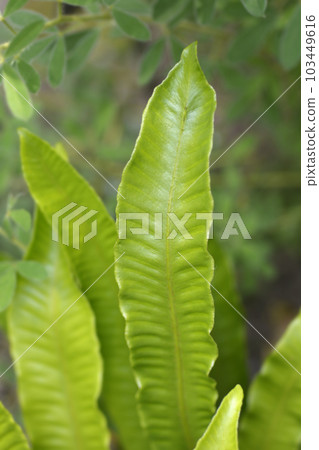 Harts-tongue fern 103449616