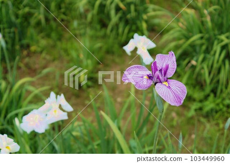江戶鳶尾花 103449960