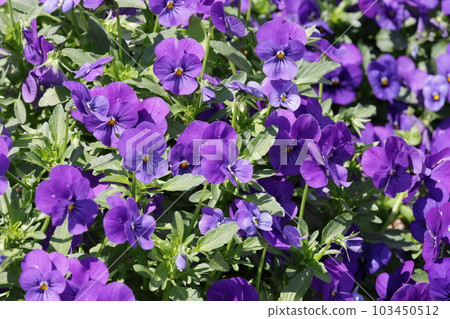 A flowerbed of purple pansies 103450512