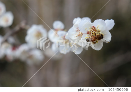 Bee and plum 103450996