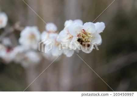 收集花蜜的蜂 103450997