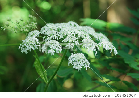 Cow parsnip flowers 103451007