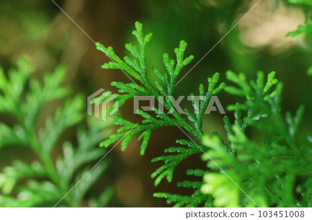 Cypress young leaves Cypress young leaves 103451008