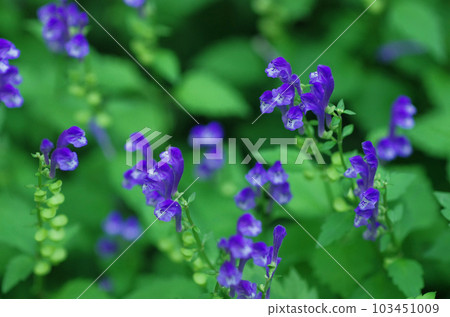 Cluster of Skullcap Cluster of Skullcap 103451009