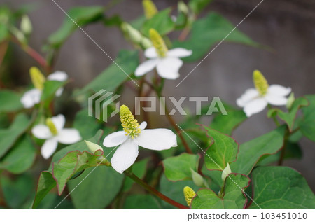Houttuynia cordata flower Houttuynia cordata flower 103451010