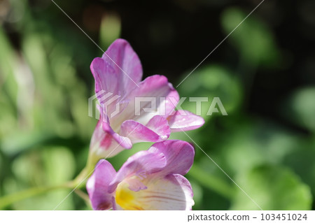 Freesia flowers taken close-up Freesia flowers taken close-up 103451024