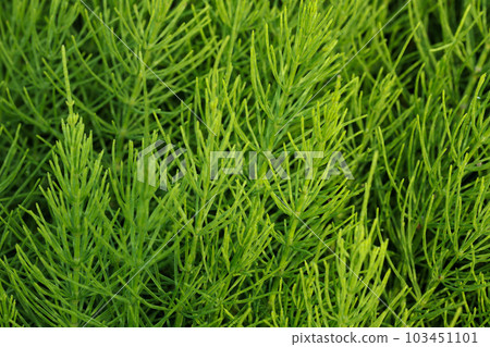 Equisetum arvense, or field horsetail in nature. Top view. 103451101