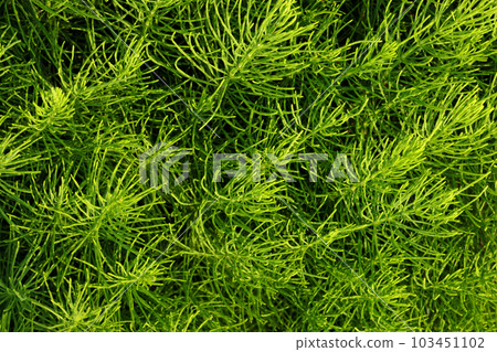 Field horsetail, Equisetum arvense in its natural habitat. Top view. Field horsetail, Equisetum arvense in its natural habitat. Top view. 103451102