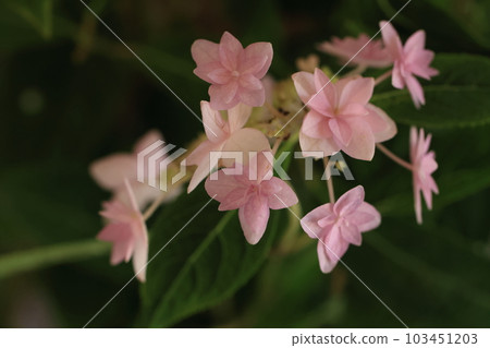 Hydrangea 1120 103451203