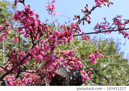 燦爛的花朵 燦爛的花朵 103451227