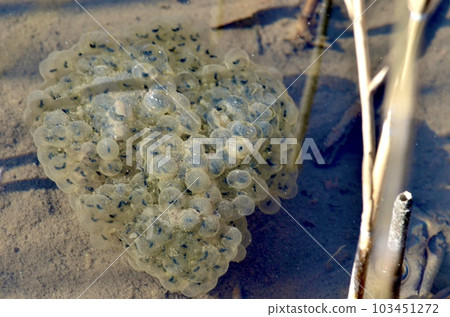 Frog egg 103451272
