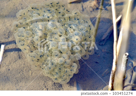 Frog egg 103451274