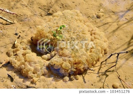 青蛙蛋 青蛙蛋 103451276