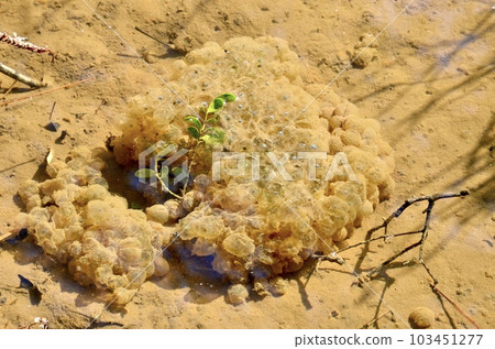 Frog egg Frog egg 103451277