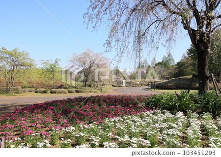 埼玉市西區大宮花之岡公園風光 103451293