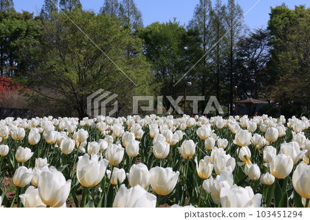 Tulip flower bed in Omiya Hananooka Park, Nishi Ward, Saitama City Tulip flower bed in Omiya Hananooka Park, Nishi Ward, Saitama City 103451294