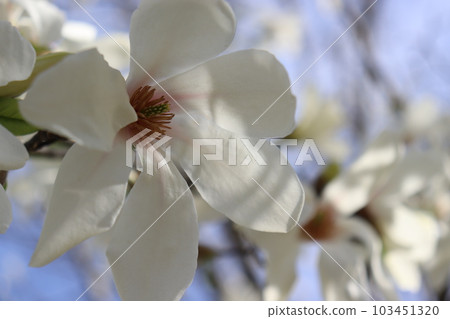  白花 103451320
