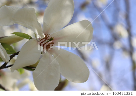 白花 白花 103451321
