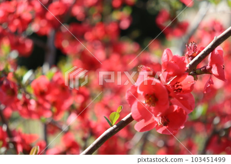 紅花 紅花 103451499