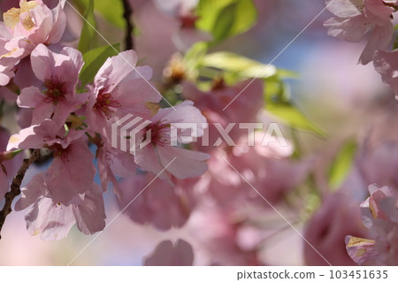 Pink cherry blossoms Pink cherry blossoms 103451635