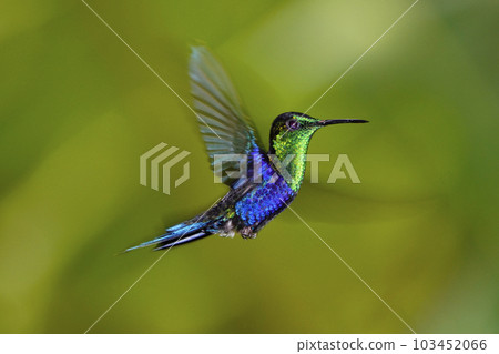 藍色馬賽克蜂鳥 藍色馬賽克蜂鳥 103452066