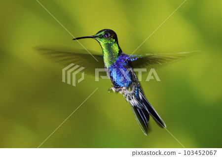 Blue Mosaic Hummingbird 103452067