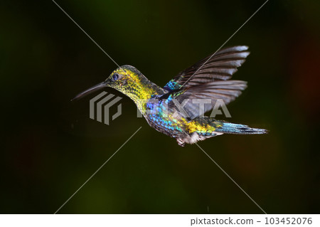 Blue Mosaic Hummingbird 103452076