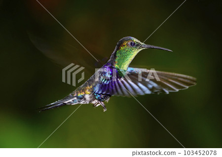 藍色馬賽克蜂鳥 藍色馬賽克蜂鳥 103452078