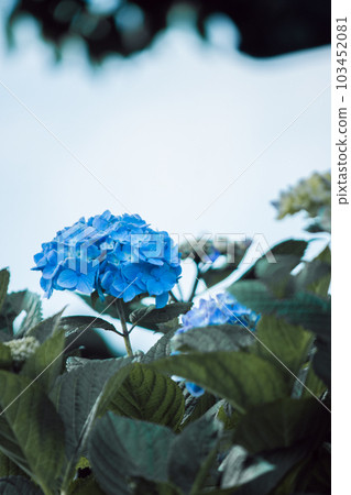 Hydrangea in June 103452081