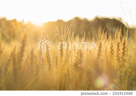 A golden wheat field 103452086