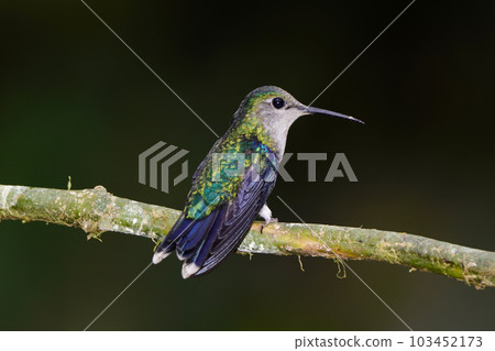 Blue-bellied hummingbird in flight Blue-bellied hummingbird in flight 103452173