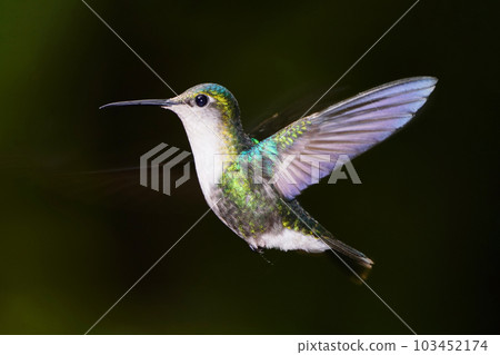 Blue-bellied hummingbird in flight Blue-bellied hummingbird in flight 103452174