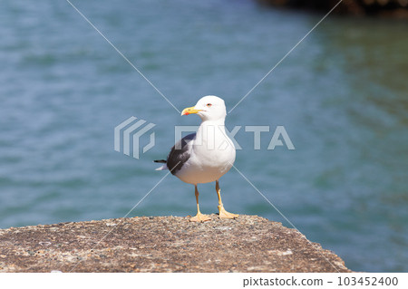 seagulls perched on the hand rail of the pier seagulls perched on the hand rail of the pier 103452400