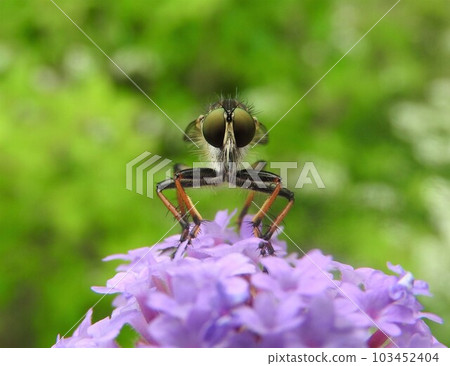 “Magarykemushihiki (♀)”擱在“柳花”的花朵上：正面 103452404