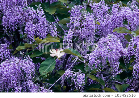 Mountain wisteria flowers and magnolia flowers entwined with magnolia trees 103452516