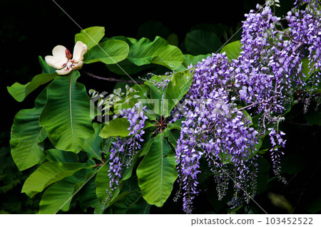 山紫藤花和玉蘭花與玉蘭樹交織在一起 103452522