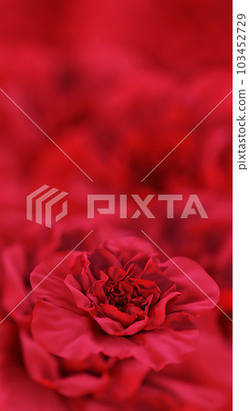 Blooming Red Flower on Blurred Background Blooming Red Flower on Blurred Background 103452729
