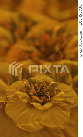 Blooming Golden Flowers on Blurred Background Blooming Golden Flowers on Blurred Background 103452730
