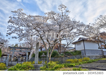 Cherry blossoms of Wu Niten Cherry blossoms of Wu Niten 103452803