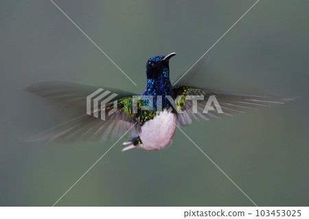 盤旋的白頸蜂鳥 盤旋的白頸蜂鳥 103453025