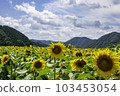 Sunflower field "Enjoy the taste of early summer" 103453054